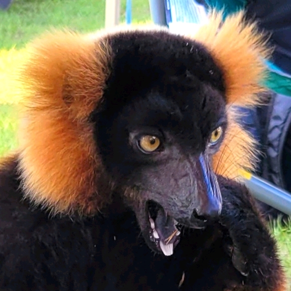 Meet your Posher, Rachael - Picture 1 of 1